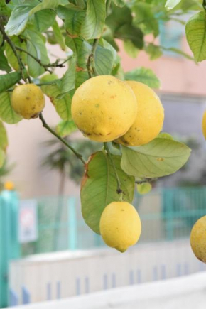 Il Giardino Dei Limoni
